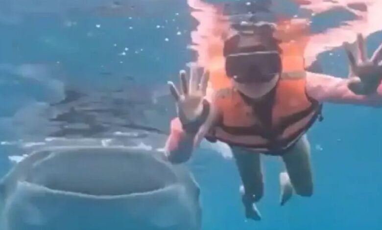 Φιλιππίνες:-Φαλαινοκαρχαρίας-έκανε-photobombing-σε-κολυβήτρια