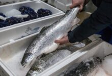 Κοκαΐνη-στα-νερά-των-ποταμιών:-Ανησυχία-για-επιπτώσεις-στη-συμπεριφορά-των-σολομών