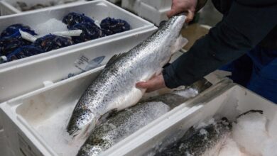 Κοκαΐνη-στα-νερά-των-ποταμιών:-Ανησυχία-για-επιπτώσεις-στη-συμπεριφορά-των-σολομών