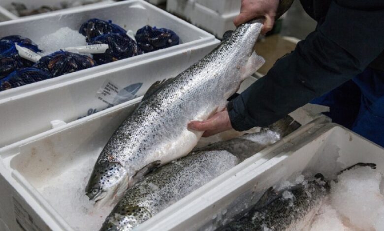 Κοκαΐνη-στα-νερά-των-ποταμιών:-Ανησυχία-για-επιπτώσεις-στη-συμπεριφορά-των-σολομών