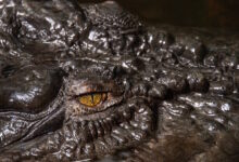 Γαλλία:-Κροκόδειλος-βρέθηκε-νεκρός,-δεμένος-με-αλυσίδες-και-βαρίδια-σε-ποτάμι