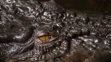 Γαλλία:-Κροκόδειλος-βρέθηκε-νεκρός,-δεμένος-με-αλυσίδες-και-βαρίδια-σε-ποτάμι