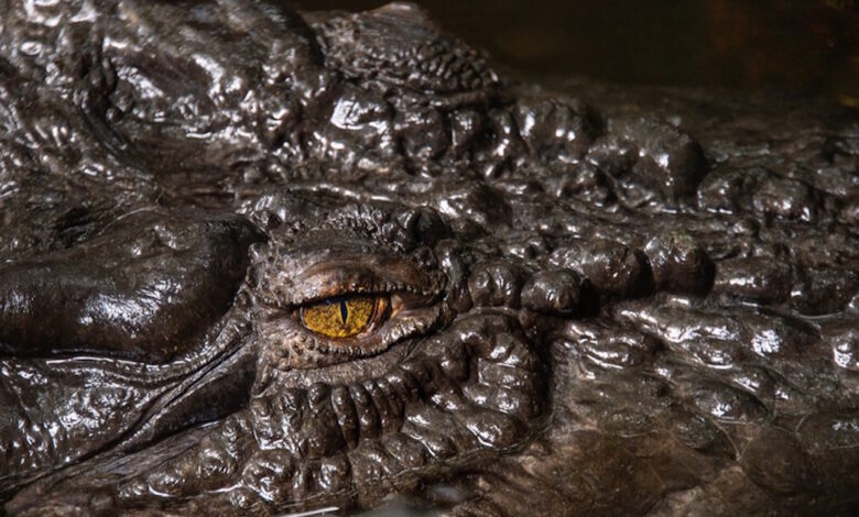 Γαλλία:-Κροκόδειλος-βρέθηκε-νεκρός,-δεμένος-με-αλυσίδες-και-βαρίδια-σε-ποτάμι