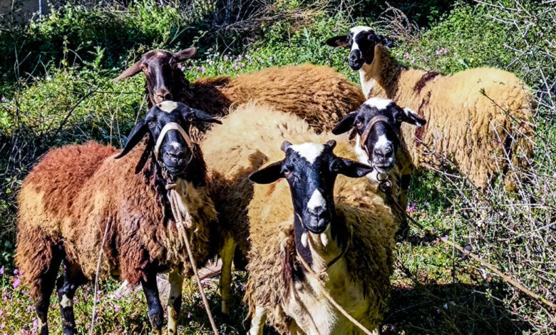 Λέσβος:-48-κρούσματα-αφθώδους-πυρετού-σε-60-εκτροφές