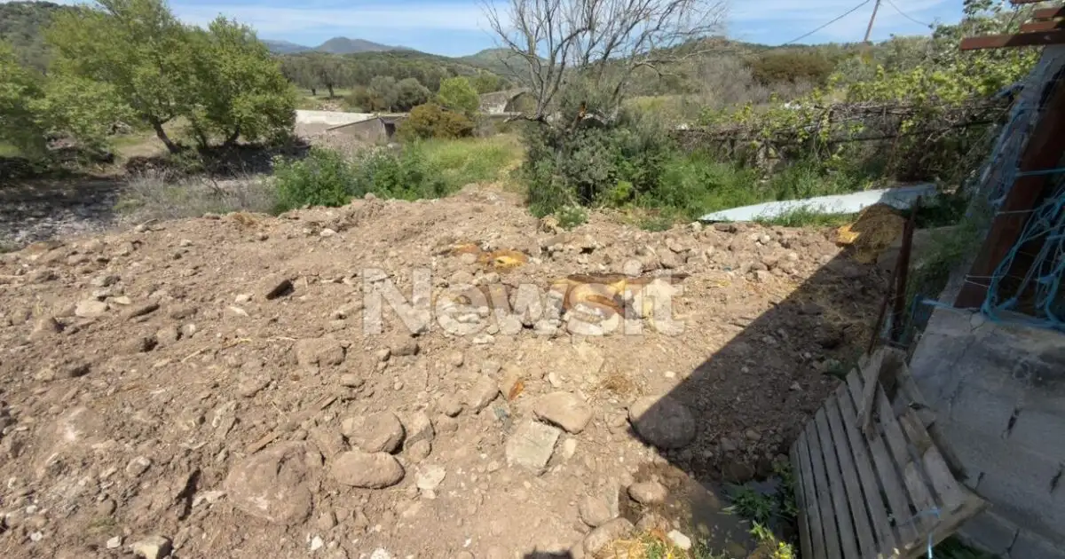 Αφθώδης-πυρετός:-«Υγειονομική-βόμβα»-οι-χώροι-ταφής-των-μολυσμένων-ζώων-στη-Λέσβο-–-Δείτε-φωτογραφίες