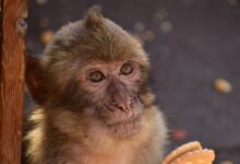 Μαϊμούδες-θεραπεύουν-τις-στομαχικές-τους-διαταραχές-τρώγοντας-χώμα-–-Τι-αναφέρει-έρευνα