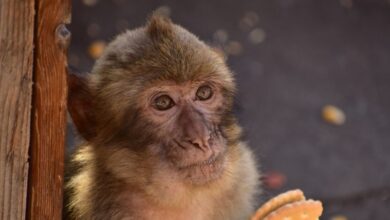 Μαϊμούδες-θεραπεύουν-τις-στομαχικές-τους-διαταραχές-τρώγοντας-χώμα-–-Τι-αναφέρει-έρευνα