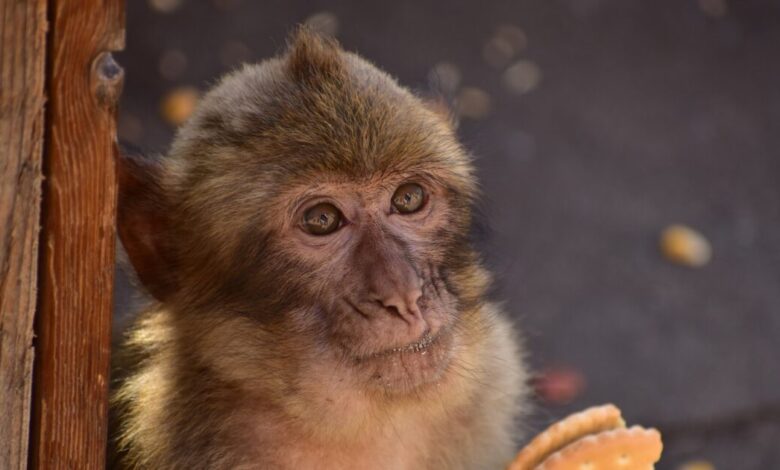 Μαϊμούδες-θεραπεύουν-τις-στομαχικές-τους-διαταραχές-τρώγοντας-χώμα-–-Τι-αναφέρει-έρευνα