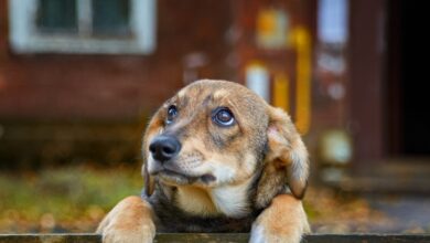 Η-ανεξέλεγκτη-αναπαραγωγή-πίσω-από-την-αύξηση-των-αδέσποτων-ζώων-–-Η-ρίζα-ενός-διαρκώς-διογκούμενου-προβλήματος