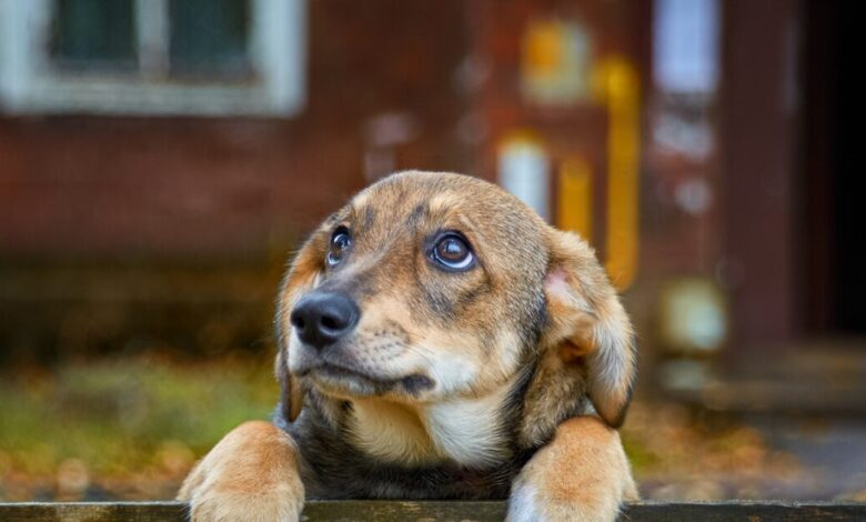 Η-ανεξέλεγκτη-αναπαραγωγή-πίσω-από-την-αύξηση-των-αδέσποτων-ζώων-–-Η-ρίζα-ενός-διαρκώς-διογκούμενου-προβλήματος