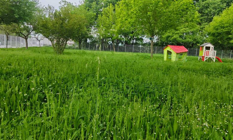 Τρίκαλα:-Καθάρισαν-το-οικόπεδο,-«ξέχασαν»-το-2ο-Νηπιαγωγείο