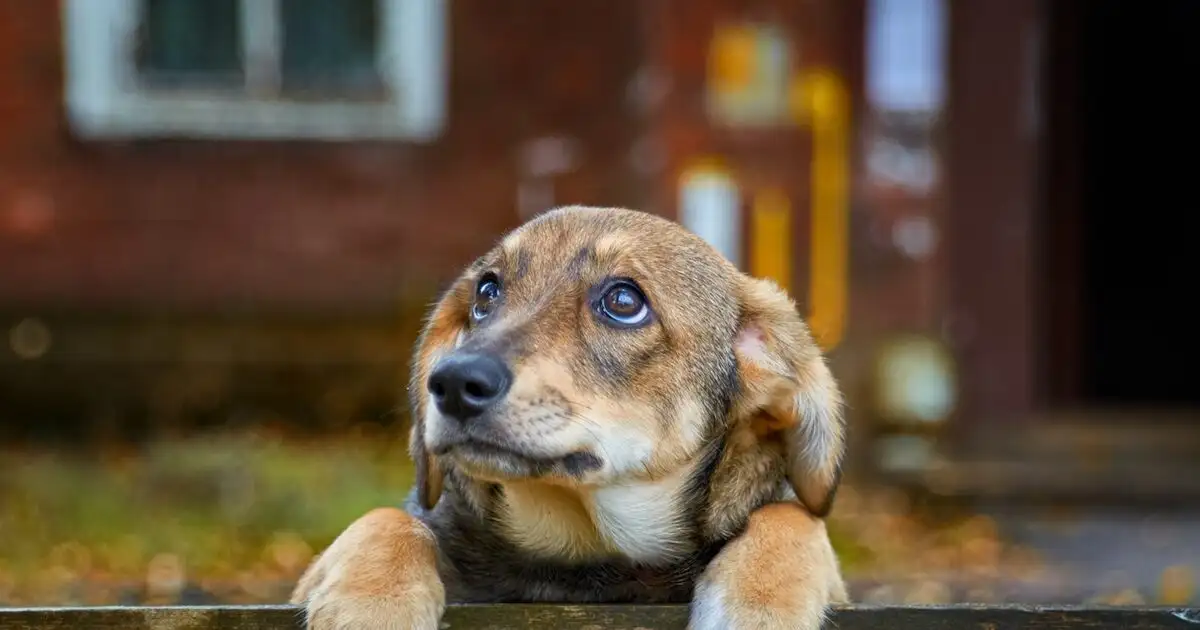 Η-ανεξέλεγκτη-αναπαραγωγή-πίσω-από-την-αύξηση-των-αδέσποτων-ζώων-–-Η-ρίζα-ενός-διαρκώς-διογκούμενου-προβλήματος