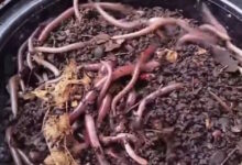 Συναγερμός-στις-ΗΠΑ-για-το-«ασιατικό-σκουλήκι-άλτη»:-Πολλαπλασιάζεται-μόνο-του,-απειλεί-οικοσυστήματα-και-δεν-καταστρέφεται