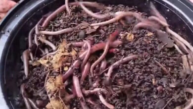 Συναγερμός-στις-ΗΠΑ-για-το-«ασιατικό-σκουλήκι-άλτη»:-Πολλαπλασιάζεται-μόνο-του,-απειλεί-οικοσυστήματα-και-δεν-καταστρέφεται