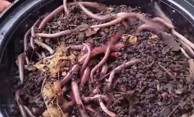 Συναγερμός-στις-ΗΠΑ-για-το-«ασιατικό-σκουλήκι-άλτη»:-Πολλαπλασιάζεται-μόνο-του,-απειλεί-οικοσυστήματα-και-δεν-καταστρέφεται