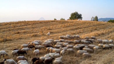 Λέσβος:-Επέκταση-μέτρων-στήριξης-για-κτηνοτρόφους-και-επιχειρήσεις-που-επλήγησαν-από-τον-αφθώδη-πυρετό