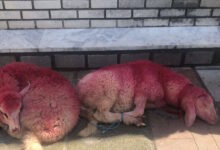 Κτηνωδία-στην-Θεσσαλονίκη:-Έδεσαν-πρόβατα-και-τα-έβαψαν-κόκκινα-έξω-από-εκκλησία-–-Σοκαριστικές-φωτογραφίες