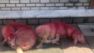 Κτηνωδία-στην-Θεσσαλονίκη:-Έδεσαν-πρόβατα-και-τα-έβαψαν-κόκκινα-έξω-από-εκκλησία-–-Σοκαριστικές-φωτογραφίες