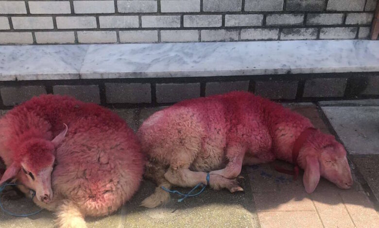 Κτηνωδία-στην-Θεσσαλονίκη:-Έδεσαν-πρόβατα-και-τα-έβαψαν-κόκκινα-έξω-από-εκκλησία-–-Σοκαριστικές-φωτογραφίες