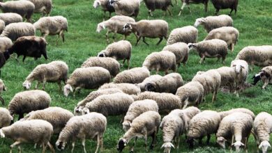 Παραμένει-καθαρή-από-κρούσματα-ευλογιάς-η-Θεσσαλία