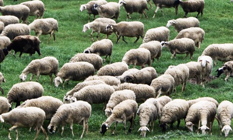 Παραμένει-καθαρή-από-κρούσματα-ευλογιάς-η-Θεσσαλία