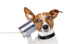 pet-underground:-Το-μυστικό-σύστημα-επικοινωνίας-των-κατοικίδιων