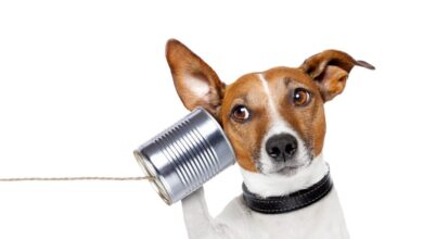 pet-underground:-Το-μυστικό-σύστημα-επικοινωνίας-των-κατοικίδιων