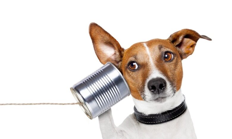 pet-underground:-Το-μυστικό-σύστημα-επικοινωνίας-των-κατοικίδιων