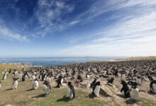 «Απρόθυμοι»-στον-πόλεμο-του-Ιράν:-Με-αλλαγή-στάσης-«στο-ζήτημα-των-Φόκλαντ»-απειλεί-η-Ουάσινγκτον-το-Λονδίνο