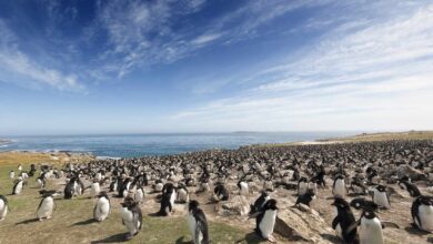 «Απρόθυμοι»-στον-πόλεμο-του-Ιράν:-Με-αλλαγή-στάσης-«στο-ζήτημα-των-Φόκλαντ»-απειλεί-η-Ουάσινγκτον-το-Λονδίνο