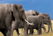 Νεκρός-Αμερικανός-εκατομμυριούχος-σε-σαφάρι-στη-Γκαμπόν-–-Ποδοπατήθηκε-από-ελέφαντες