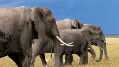 Νεκρός-Αμερικανός-εκατομμυριούχος-σε-σαφάρι-στη-Γκαμπόν-–-Ποδοπατήθηκε-από-ελέφαντες