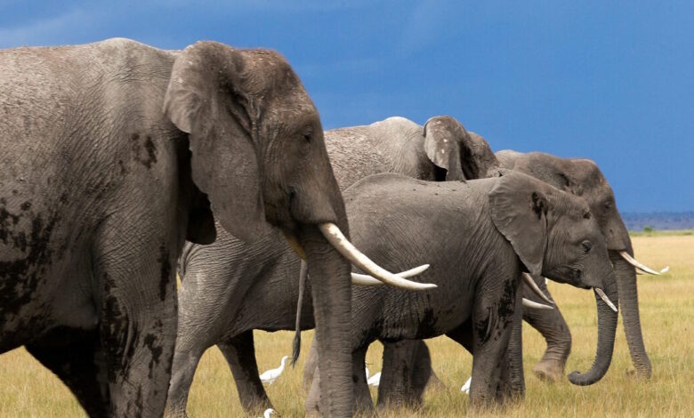 Νεκρός-Αμερικανός-εκατομμυριούχος-σε-σαφάρι-στη-Γκαμπόν-–-Ποδοπατήθηκε-από-ελέφαντες