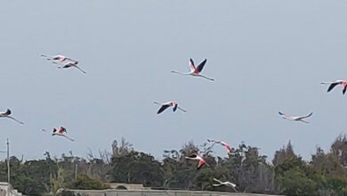Πάρος:-Εντυπωσιακά-φλαμίνγκο-«ζωγράφισαν»-τον-ουρανό-του-νησιού