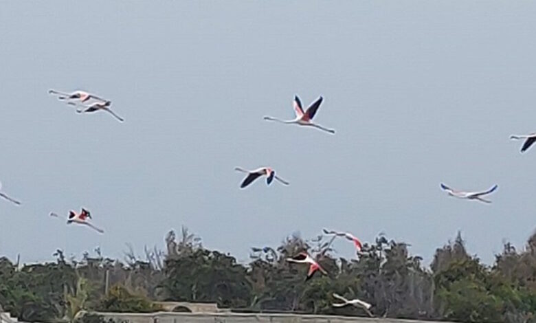 Πάρος:-Εντυπωσιακά-φλαμίνγκο-«ζωγράφισαν»-τον-ουρανό-του-νησιού
