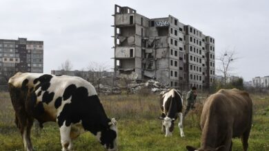 Ρώσος-κτηνίατρος-που-σχετιζόταν-με-μαζικές-σφαγές-βοοειδών-βρέθηκε-νεκρός-στο-αυτοκίνητό-του