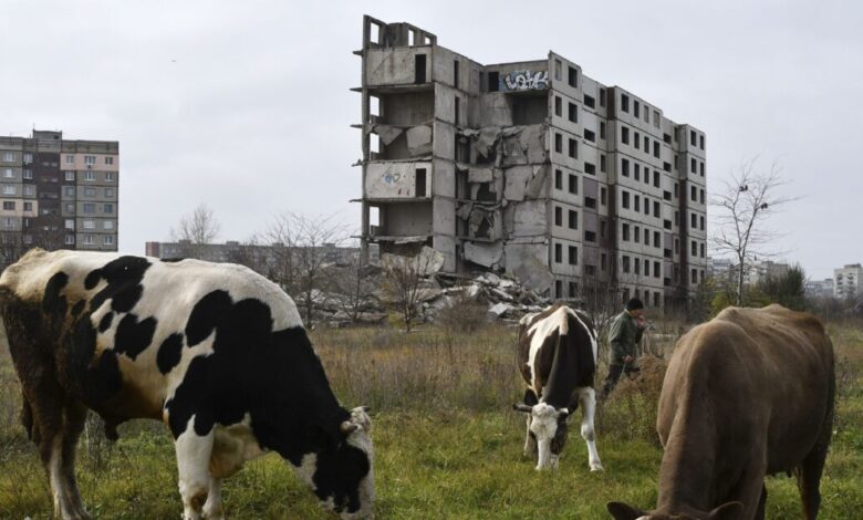 Ρώσος-κτηνίατρος-που-σχετιζόταν-με-μαζικές-σφαγές-βοοειδών-βρέθηκε-νεκρός-στο-αυτοκίνητό-του