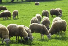 Φαρκαδόνα:-Σύλληψη-για-παραβίαση-μέτρων-ευλογιάς-προβάτων