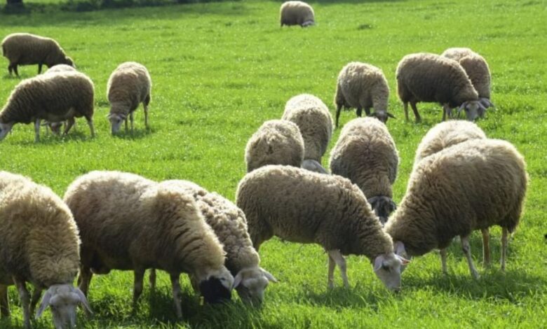 Φαρκαδόνα:-Σύλληψη-για-παραβίαση-μέτρων-ευλογιάς-προβάτων