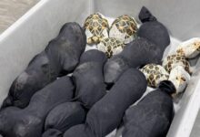 Μπανγκόκ:-Έκρυψε-πάνω-της-30-σπάνιες-χελώνες-για-να-περάσει-από-τον-έλεγχο-αεροδρομίου-–-Δείτε-φωτογραφίες