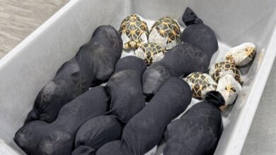 Μπανγκόκ:-Έκρυψε-πάνω-της-30-σπάνιες-χελώνες-για-να-περάσει-από-τον-έλεγχο-αεροδρομίου-–-Δείτε-φωτογραφίες