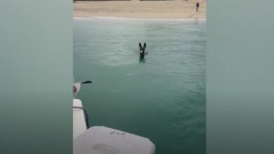 Μεξικό:-Η-«Κόκο»,-το-γαϊδουράκι-που-κολυμπά-και-θέλει-να-πάει-για-ψάρεμα