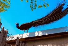 «Γκράντε-Προμπλέμα»-σε-ιταλική-κωμόπολη:-Παγώνια-«μας-έχουν-αποικήσει-Δεν-μας-αφήνουν-να-κοιμηθούμε»