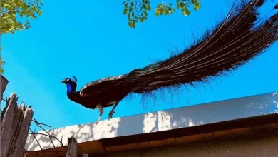 «Γκράντε-Προμπλέμα»-σε-ιταλική-κωμόπολη:-Παγώνια-«μας-έχουν-αποικήσει-Δεν-μας-αφήνουν-να-κοιμηθούμε»