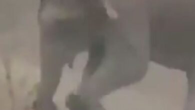 Σοκαριστικό-βίντεο:-Ελέφαντας-σκοτώνει-75χρονο-εκατομμυριούχο-σε-σαφάρι-στη-Γκαμπόν