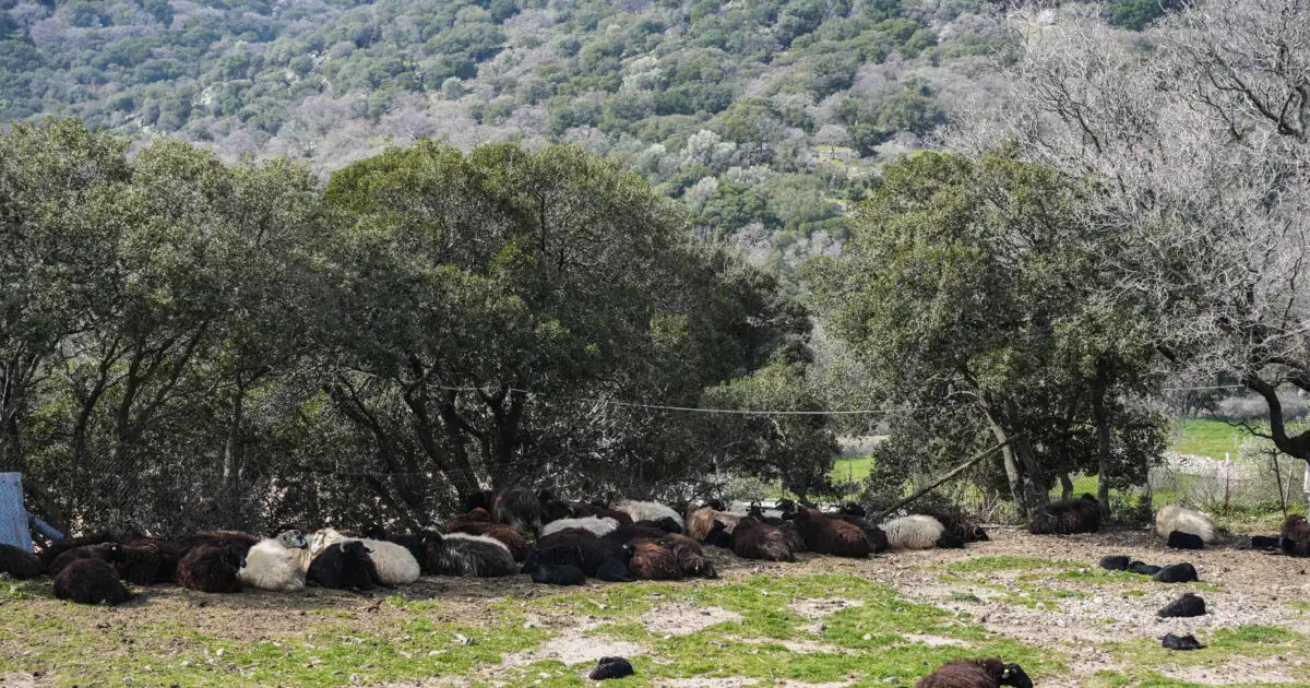 ΥΠΑΑΤ-για-αφθώδη-πυρετό-στη-Λέσβο:-Ακόμη-και-με-εμβολιασμό-θα-εφαρμοστούν-όλα-τα-μέτρα-εκρίζωσης
