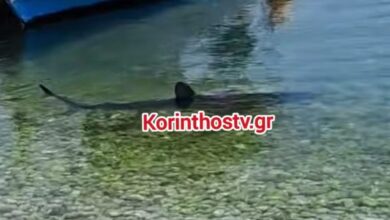 Κόρινθος:-Καρχαρίας-έκανε-την-εμφάνισή-του-στα-Λουτρά-Ωραίας-Ελένης