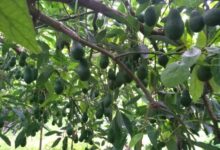 Αβοκάντο:-15.000-στρέμματα-στην-Κρήτη,-με-μέση-παραγωγή-1,2-τόνους-ανά-στρέμμα-–-Πρόκληση-οι-ανάγκες-σε-νερό