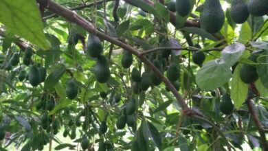 Αβοκάντο:-15.000-στρέμματα-στην-Κρήτη,-με-μέση-παραγωγή-1,2-τόνους-ανά-στρέμμα-–-Πρόκληση-οι-ανάγκες-σε-νερό