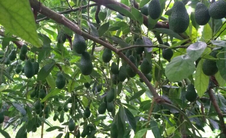 Αβοκάντο:-15.000-στρέμματα-στην-Κρήτη,-με-μέση-παραγωγή-1,2-τόνους-ανά-στρέμμα-–-Πρόκληση-οι-ανάγκες-σε-νερό